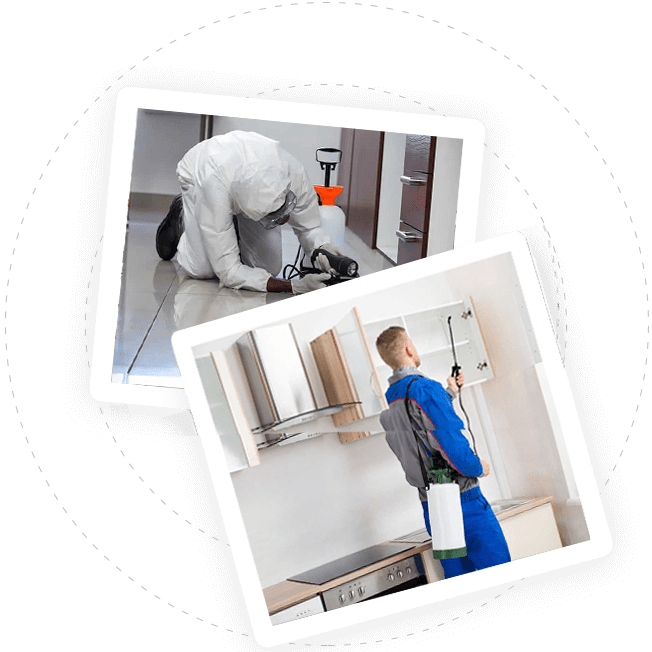 dedetização de pulgas