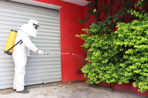 Dedetização de pulgas