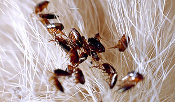 Dedetização de pulgas